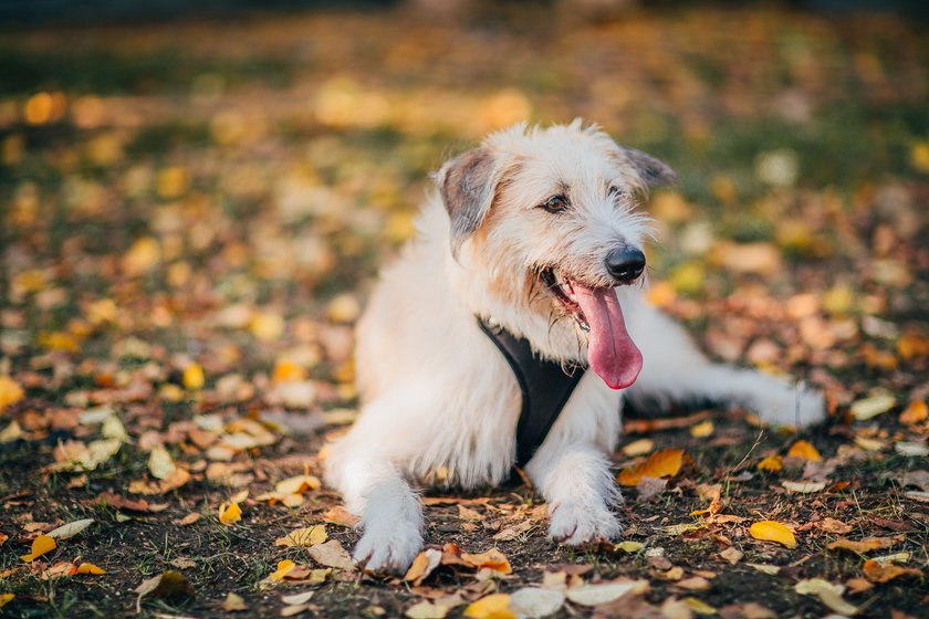 Irish Wolfhound standing on the grass