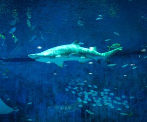 Ist der Megalodon real oder doch ausgestorben?