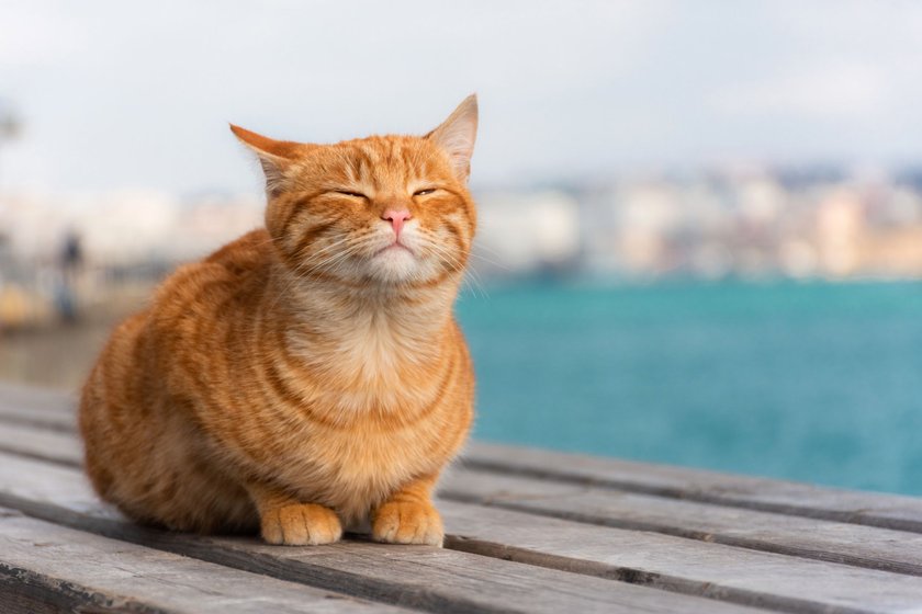 Die Kleinkatzenstellung verrät, dass die Katze bereit zur Flucht ist.