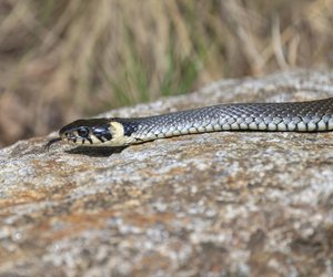 Ringelnatter und Kreuzotter – welche Unterschiede gibt es?