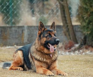 Dürfen Hunde Lauch essen? Das solltest du wissen!