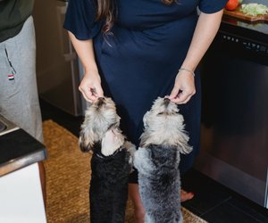 Vierbeiner-Wissen: Dürfen Hunde Sellerie essen?