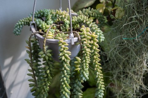 decorum zimmerpflanze Polyscias Hawaiiana Ming Gold Zimmerpflanze Ø14cm 40cm kaufen main image 1