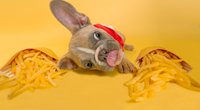 Dürfen Hunde Pommes essen? Warum das keine gute Idee ist