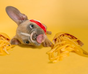 Dürfen Hunde Pommes essen? Warum das keine gute Idee ist