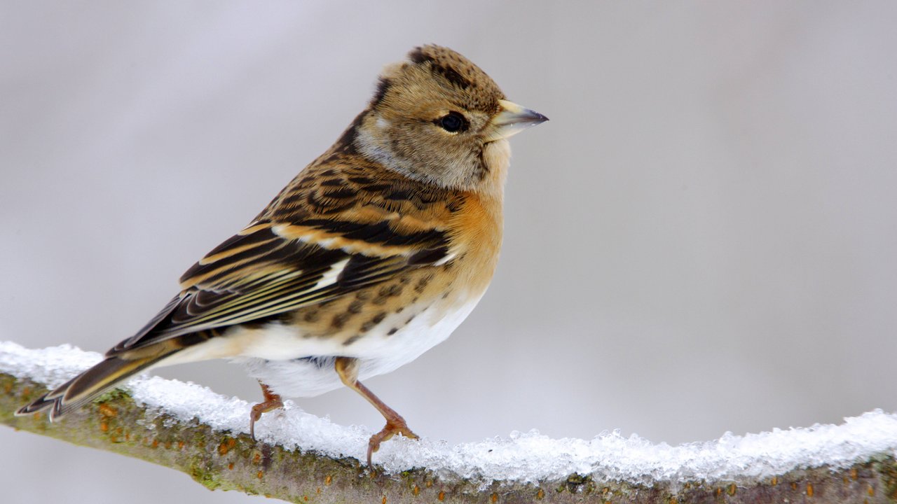 Die niedlichen Bergfinken kannst du im Winter in Deutschland sehen, wenn sie aus Skandinavien in Richtung Süden ziehen.