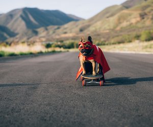 Teste dein Wissen: Diese Tiere haben unglaubliche Fähigkeiten