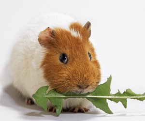 Dürfen Meerschweinchen Zucchini essen? Darauf solltest du achten