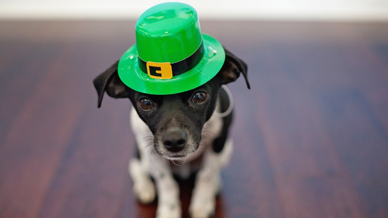 Zu den Feierlichkeiten am St. Patrick's Day tragen Menschen gerne den grünen Koboldhut