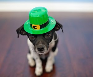 Was ist der St. Patrick's Day und warum wird er in Irland gefeiert?