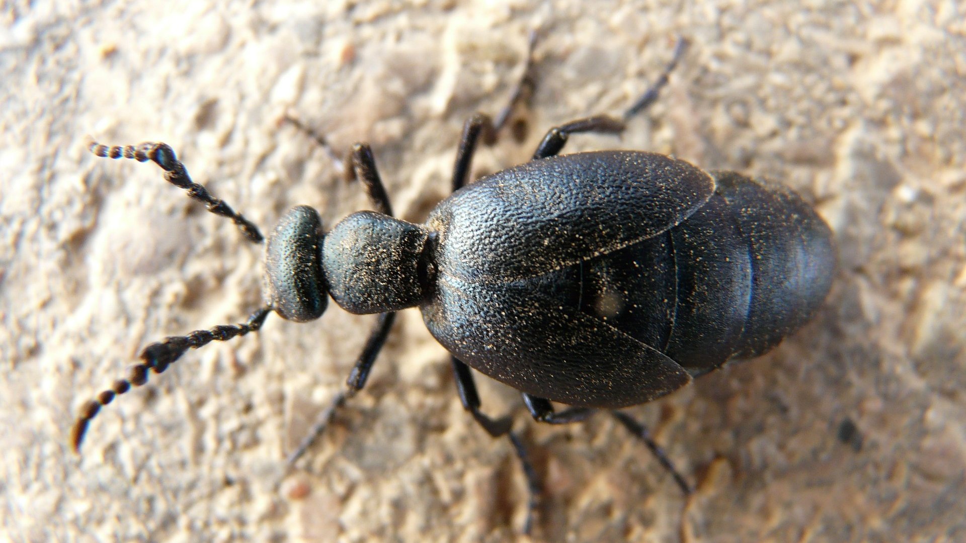 Ölkäfer im Garten Was tun gegen den giftigen Besucher?