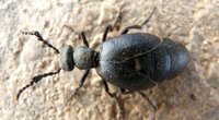 Ölkäfer im Garten: Was tun gegen den giftigen Besucher?