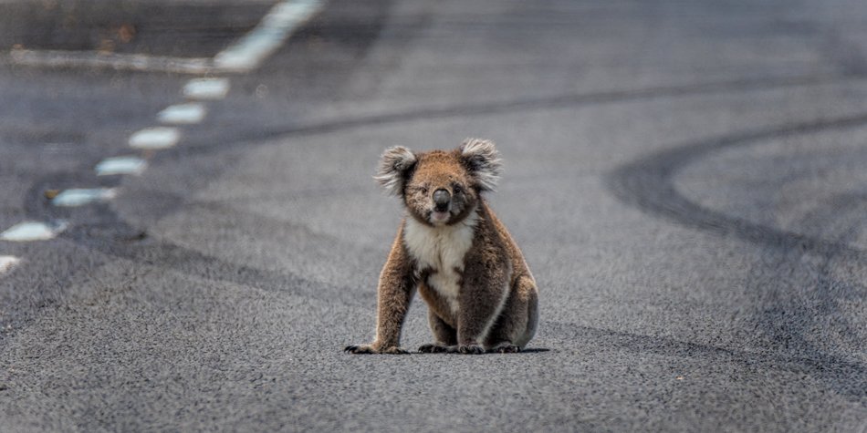 Alarm für Koala 11: Tierischer Actionstar verursacht Massenkarambolage