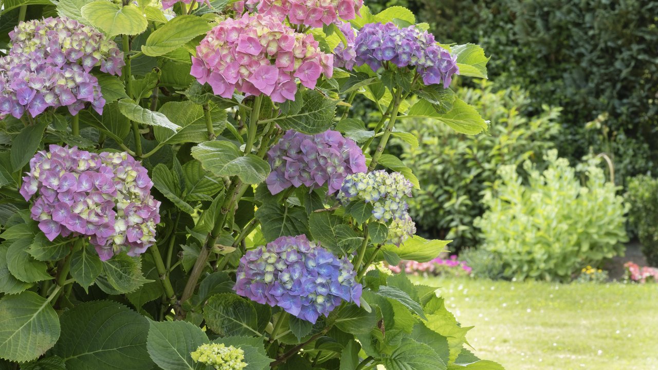 Hortensien verschönern euren Garten.