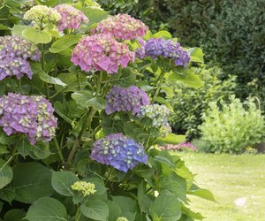 Was passiert, wenn man Hortensien nicht schneidet?