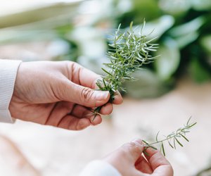 Rosmarin und Stillen: Ein Küchenkraut für die Stillzeit?