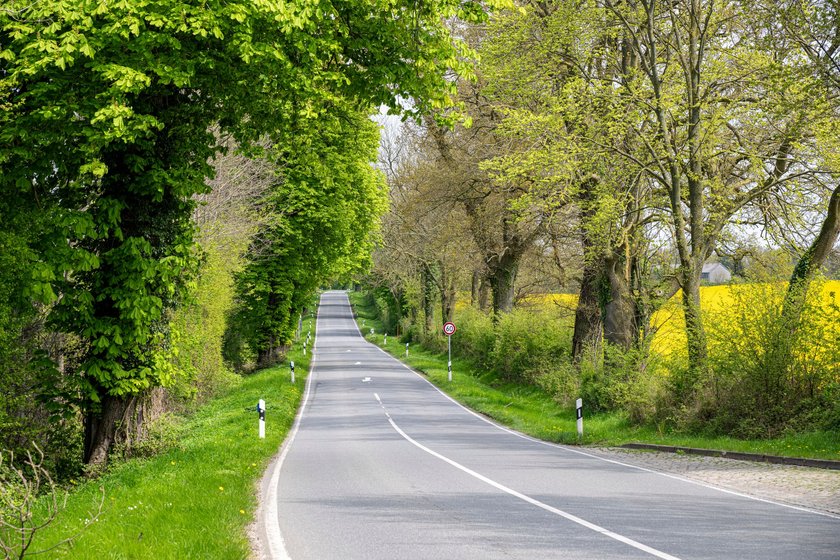 Blick auf die Baumallee in Schleswig-Holstein im Frühling