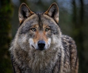 Hund oder Wolf? Das sind die tierischen Unterschiede