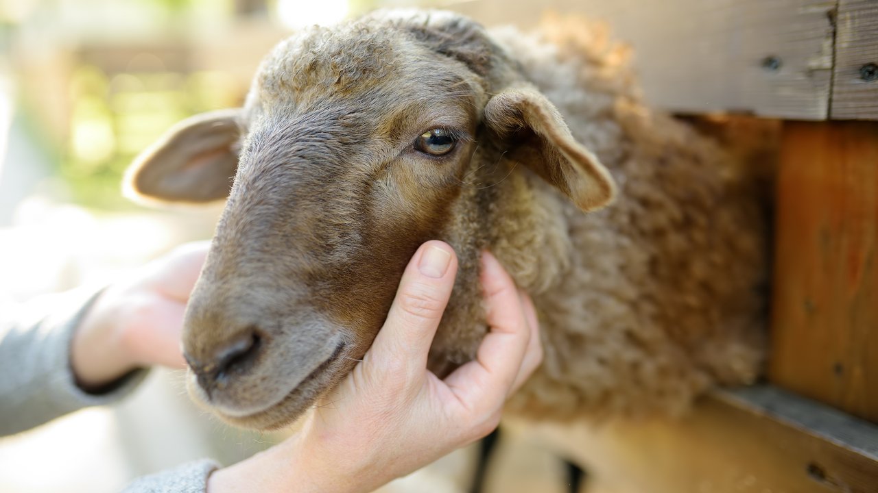 Woman petting sheep. People in petting zoo. Person taking care of animals on the farm. Fun for urban citizen.