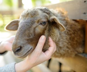 Lebensgefahr: Warum Rückenlage bei bestimmten Tieren sofortiges Handeln erfordert