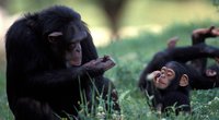 4 Dinge, die wir von Schimpansen-Familien lernen können