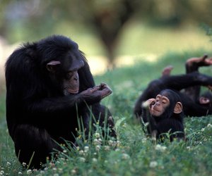 4 Dinge, die wir von Schimpansen-Familien lernen können