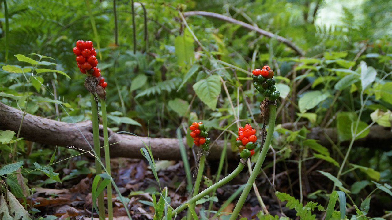 Aronstab im Wald mit Beeren