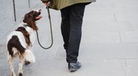 Fehler bei der Hundeerziehung: Diese fünf No-Gos solltest du kennen