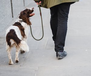 Diese fünf Fehler solltet ihr bei der Erziehung eurer Hunde vermeiden
