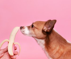 Dürfen Hunde Banane fressen? Das musst du darüber wissen