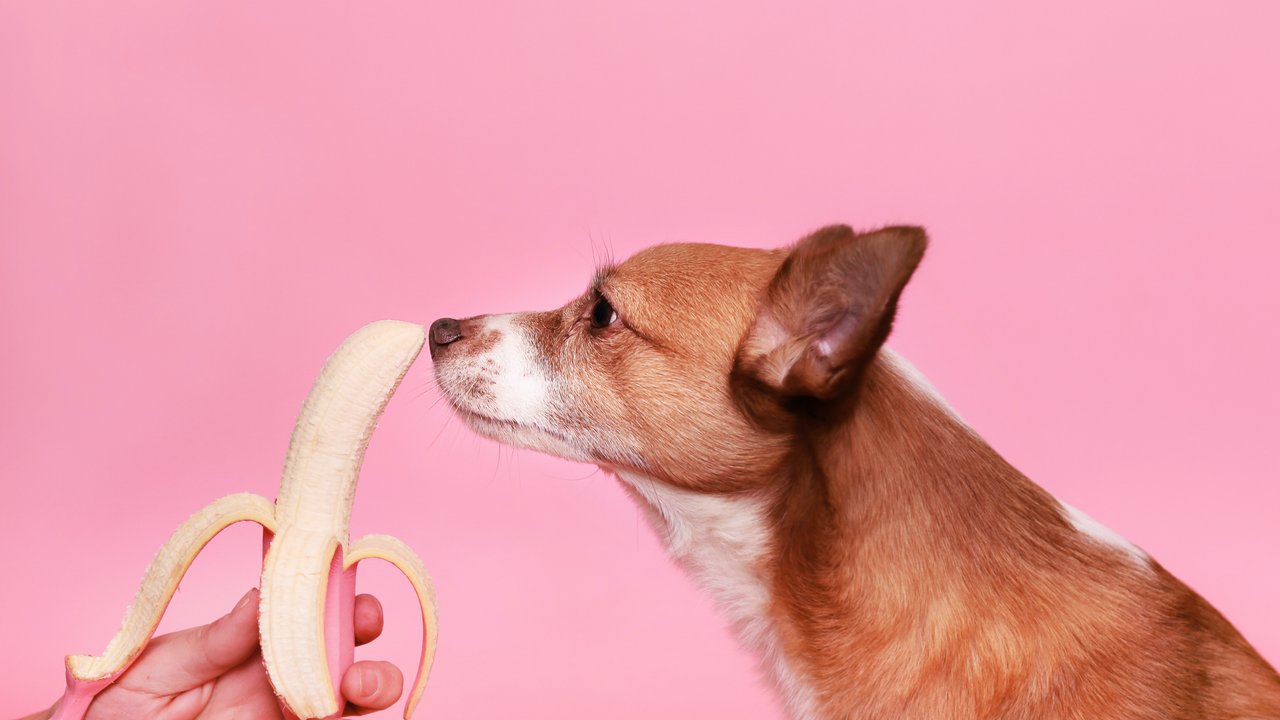 Gelten Bananen als gesunder Hundesnack?