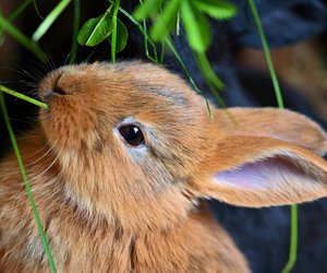 Rosmarin für Kaninchen: So fütterst du das Gewürz richtig