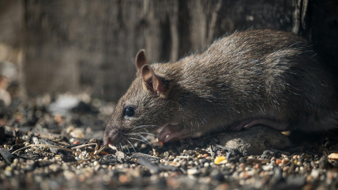 Ratten und Mäuse ernähren sich vor allem von Getreide, Samen und Früchten.