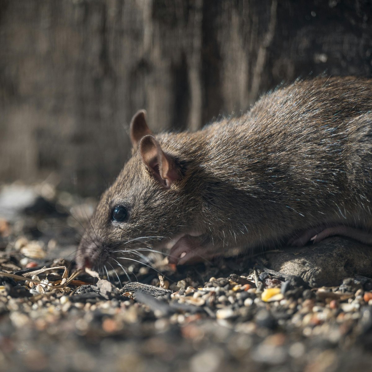 Maus und Ratte: Was sind die Unterschiede?