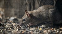Maus und Ratte: Was sind die Unterschiede?