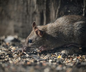 Maus und Ratte: Was sind die Unterschiede?