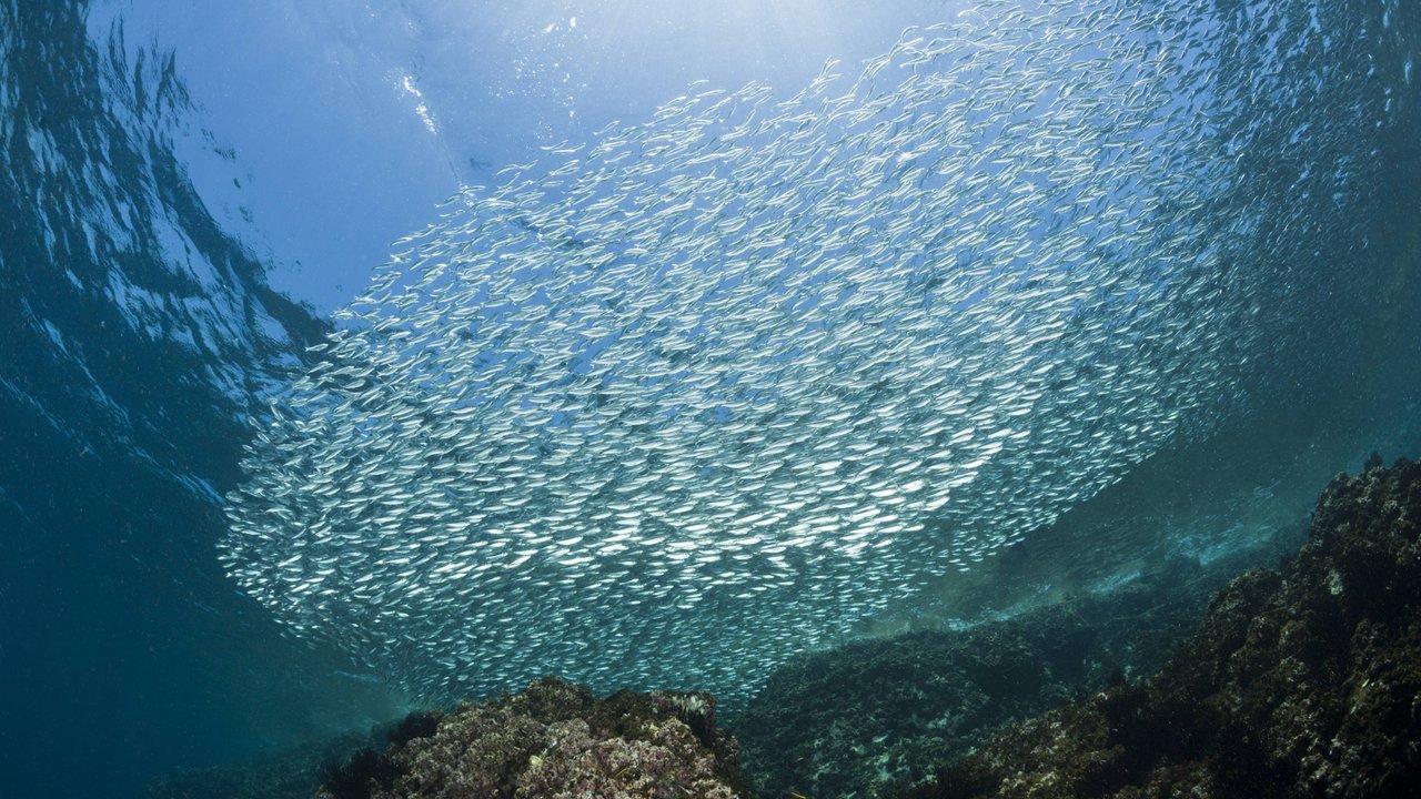 Zwei Fische, beide aus dem Meer: Aber wo liegen die Unterschiede zwischen Sardinen und Sardellen?