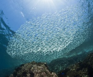 Sardinen und Sardellen: Der Unterschied zwischen den beiden Fischen