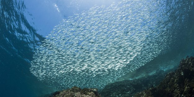 Sardinen und Sardellen: Der Unterschied zwischen den beiden Fischen