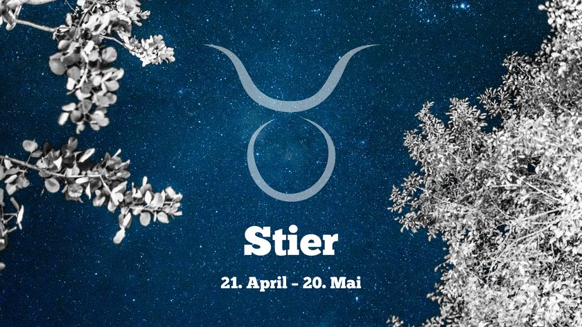 Stier