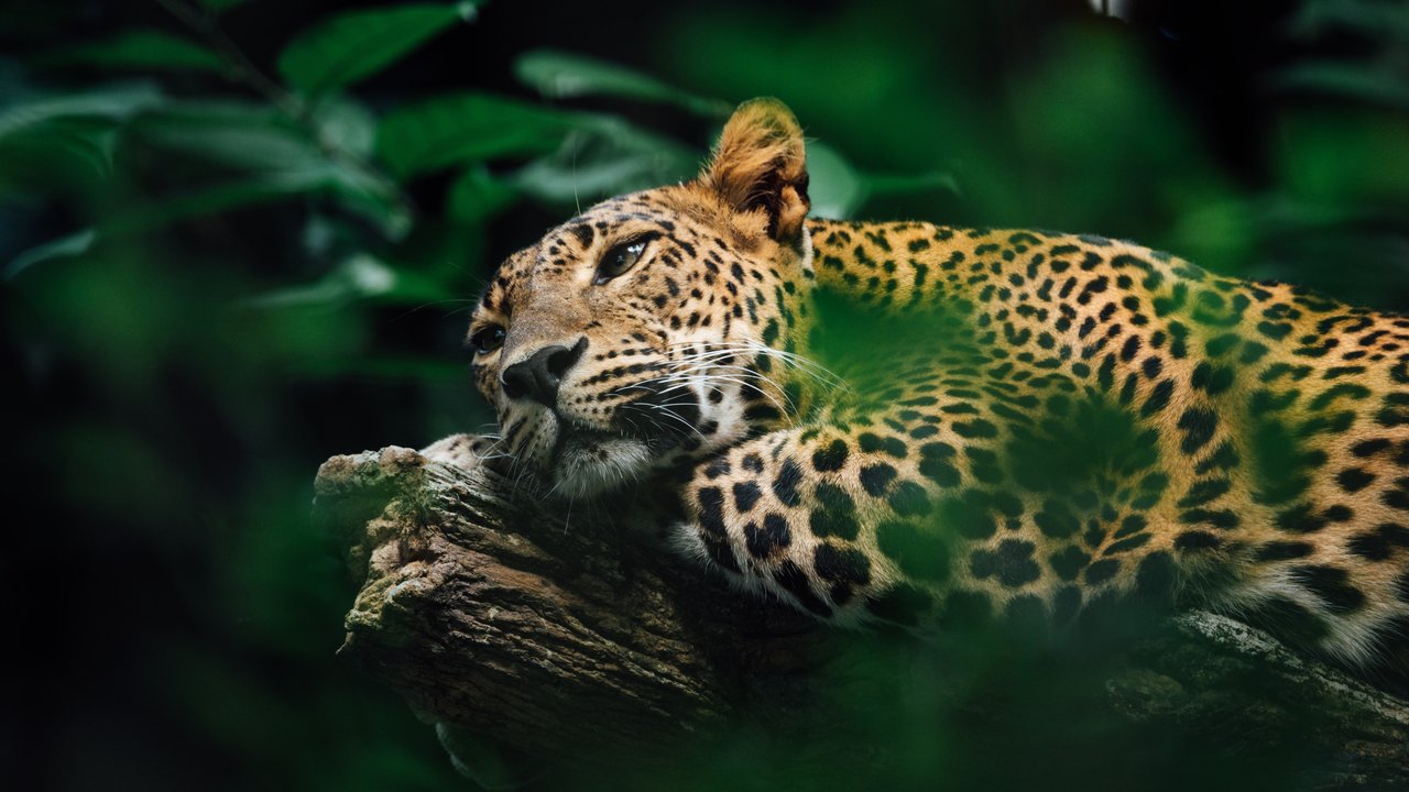 Der Jaguar ruht gern auf einem Baum.