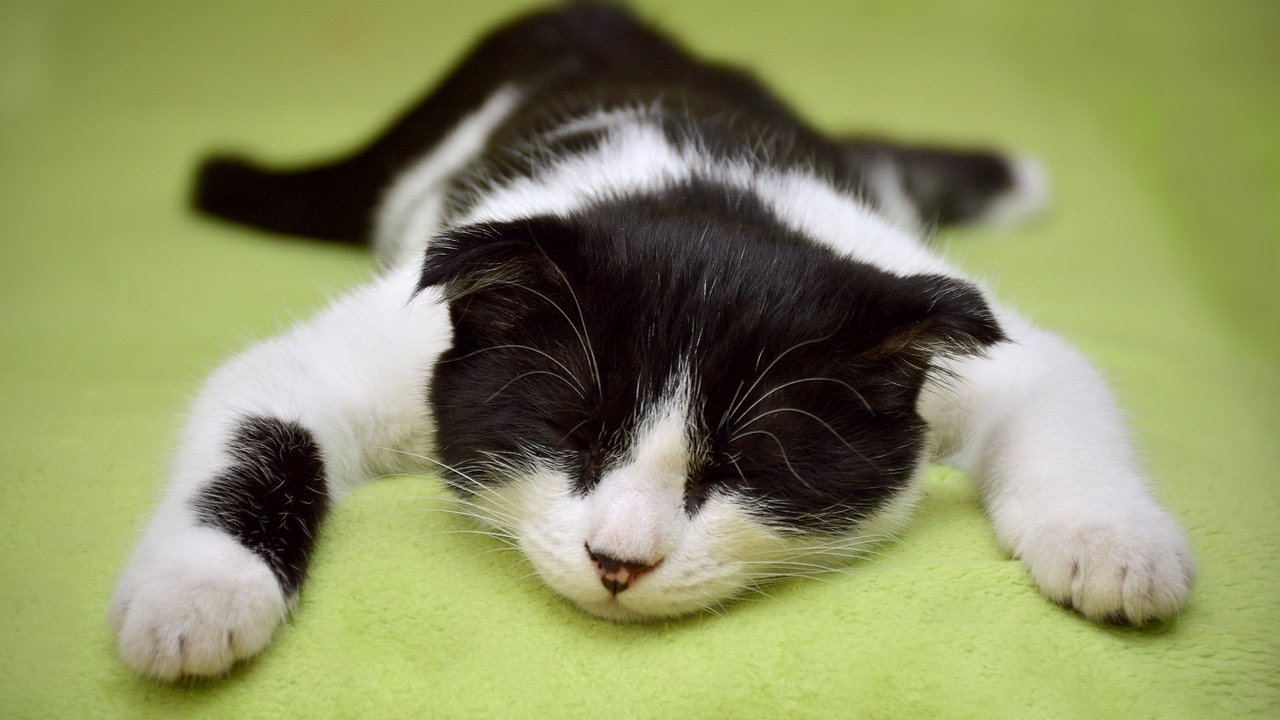 Können Katzen vor lauter Traurigkeit auch weinen?