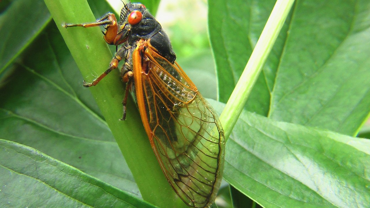 Viele Zikaden passen sich optisch ihrer Umgebung an. Gefährlich sind die Insekten übrigens nicht.