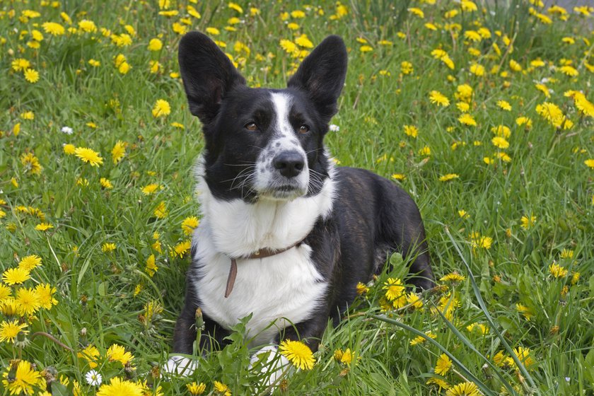 Welsh Corgi Cardigan