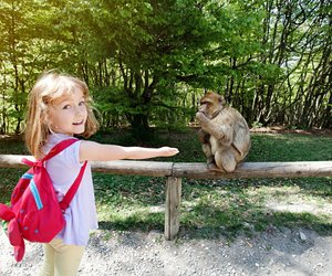 Kinderfilme mit Affen: Neues aus dem Dschungel