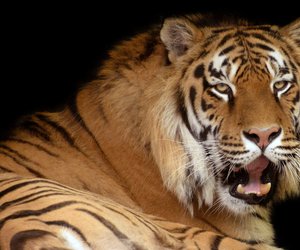 Wo leben Tiger? Die Heimat der gestreiften Großkatzen