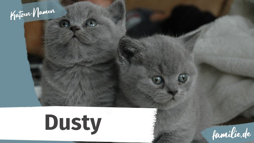 Namen für graue Katzen: Dusty