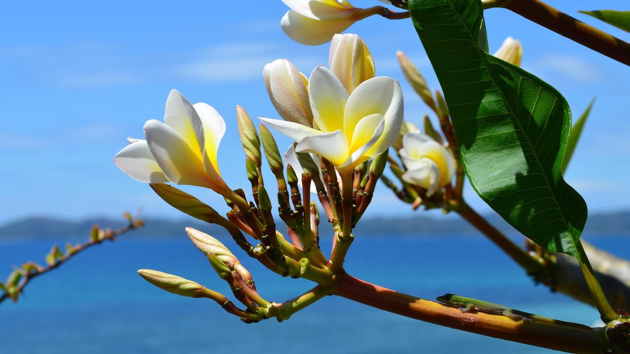 Die Frangipani ist eine weniger bekannte Pflanze mit dem Anfangsbuchstaben F.