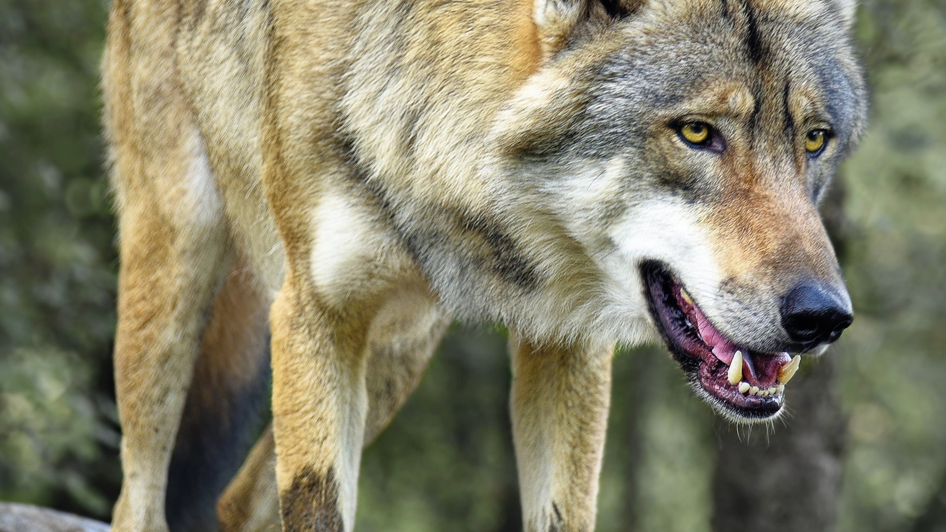 Wie Alt Wird Ein Wolf