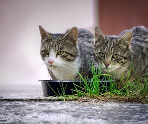 Dürfen Katzen Avocado essen?
